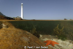 The lonely star fish by Peet J Van Eeden 